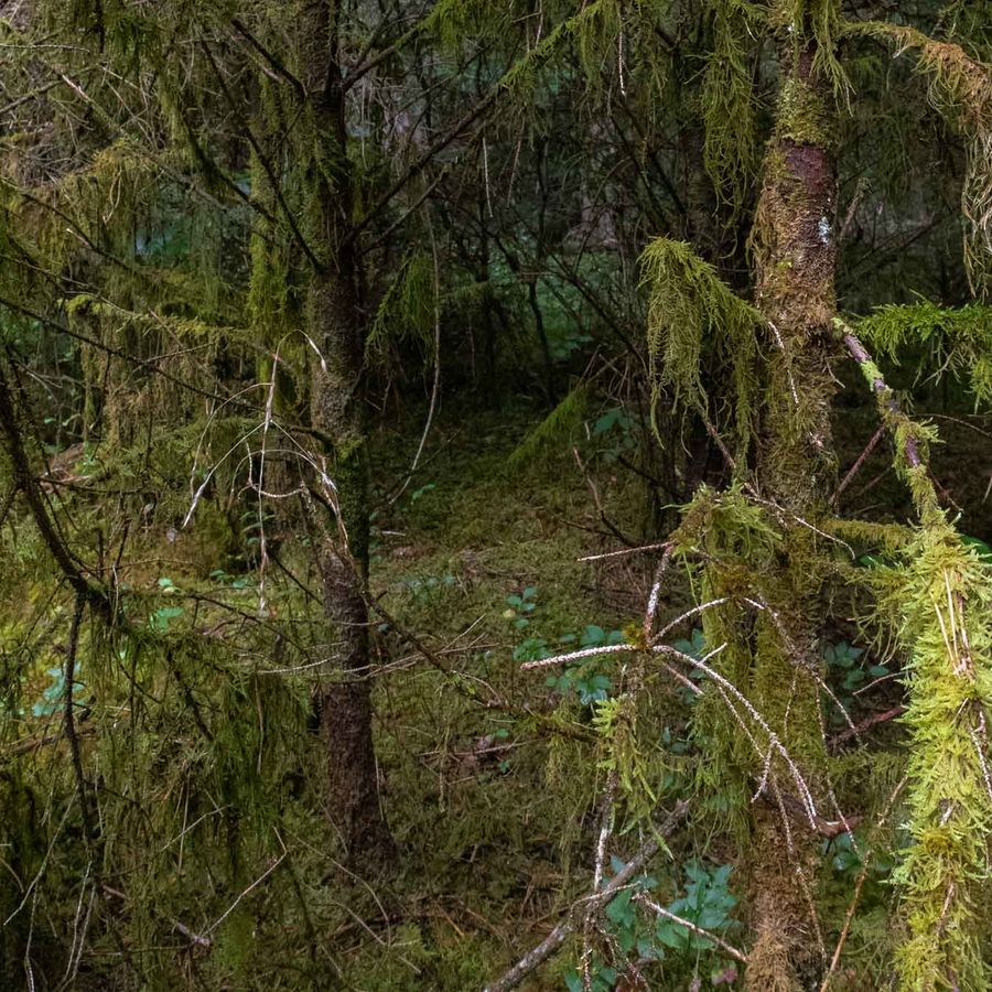foto bos van kunstenaar Roos Vogels