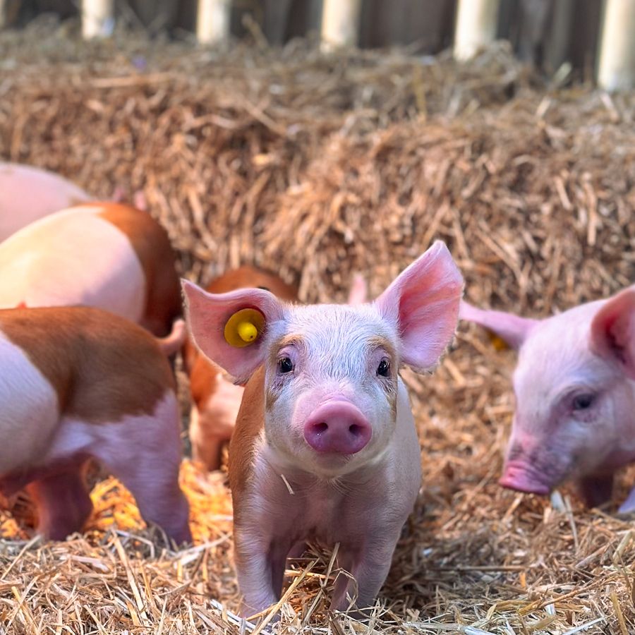 Foto van biggetjes in het hooi